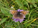 Mélitée noirâtre (Melitaea diamina) 1