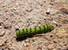Petit Paon de Nuit (Saturnia pavonia) 3