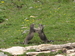Marmotte des Alpes (Marmota marmota) 5