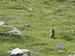 Marmotte des Alpes (Marmota marmota) 7