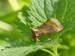 Plusie vert-doré (Diachrysia chrysitis) 2