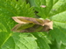 Plusie vert-doré (Diachrysia chrysitis) 4