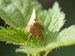 Plusie vert-doré (Diachrysia chrysitis) 5