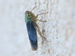 Cicadelle verte (Cicadella viridis) 4