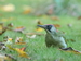 Pic vert (Picus viridis) 10