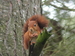 Écureuil roux (Sciurus vulgaris) 12