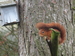 Écureuil roux (Sciurus vulgaris) 13
