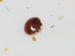 Varroa destructeur (Varroa destructor) 4