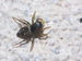 Heliophanus cupreus 8
