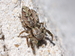 Marpissa muscosa 15