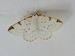 Citronnelle rouillée (Opisthograptis luteolata) 4