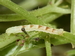 Eupithécie couronnée (Chloroclystis v-ata) 2