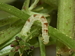 Eupithécie couronnée (Chloroclystis v-ata) 3