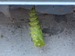 Paon du jour (Inachis io) 10